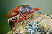 Common cockchafer