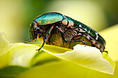 Rose chafer