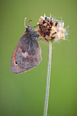 Small heath butterfly