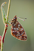 Small pearl bordered fritillary butterfly
