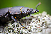 Lesser stag beetle