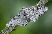 Peppered moth