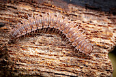 Flat-backed millipede