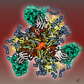 HIV-1 glycoprotein GP120 and antibody, illustration