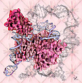 Telomerase molecule bound to DNA, illustration