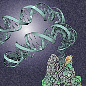 Kinetochore bound to centromere protein, illustration