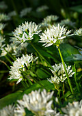 Wild garlic (Allium ursinum) blooming in spring garden
