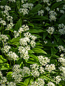 Wild garlic (Allium ursinum) in full bloom in spring forest