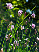 Blooming chives (Allium schoenoprasum) in sunny garden