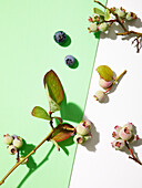 Branches with unripe blueberries