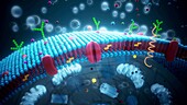 Cell membrane, illustration