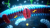 Cell membrane, illustration
