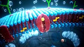 Cell membrane, illustration