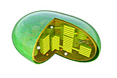 Cross-section of a Chloroplast