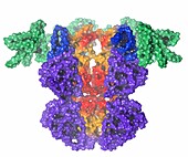 Cyanobacterial circadian clock complex KaiCBA, illustration