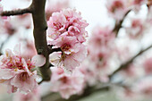 Almond blossoms (Prunus dulcis) in spring