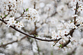 Almond blossoms (Prunus dulcis) on branch in spring garden