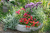 Betonschale bepflanzt mit Schopflavendel, Zauberschnee, Löwenmäulchen, Zauberglöckchen und Currykraut