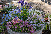  Pot planted with Columbine Nana Rockcress Alabaster and Pink Gem Saxifrage So Saxy Rose Forget-me-not Myomark 