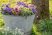  Zinc tub with Primula Amethyst and Beaujolais Sage and Rockcress Alabaster 