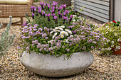 Betonschale bepflanzt mit Schopflavendel, Bergbohnenkraut, Gänseblümchen