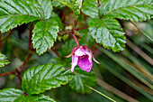 Andenhimbeere, Rubus acanthophyllos, in voller Blüte im Cotopaxi-Nationalpark in Ecuador.
