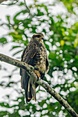 Ein unreifer oder weiblicher Schneckendrachen in einem Baum im Napo Wildlife Center im Yasuni-Nationalpark, Ecuador.