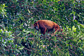 Ein weiblicher Roter Brüllaffe beim Fressen in einem Baum im Napo Wildlife Center im Yasuni-Nationalpark, Ecuador.