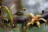 Ein Flammengesicht-Tangare, Tangara parzudakii, sitzt auf einem Ast im Nebelwald von Mindo in Ecuador.