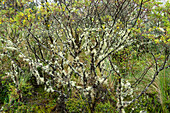 Lichens covering the trunk and branches of a tree in the paramo ecosystem, Cotopaxi National Park, Ecuador.