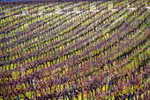 Vineyards in Carrion de los Cespedes, Seville, feature dormant vines amid lush green undergrowth in winter.