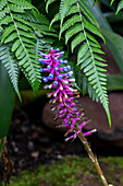 A Matchstick bromeliad, Aechmea gamosepala in,florescence in the Quito Botanical Garden in Quito, Ecuador.