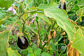 In Pallares, Badajoz, wachsen Bio-Auberginen, die von Hand unter der Sommersonne gepflegt werden und glänzende Früchte und violette Blüten hervorbringen.