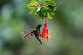 A male Tyrian Metaltail hummingbird, Metallura tyrianthina, perching on a fuchsia flower in Ecuador.