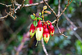 Pucachaglla, Brachyotum ledifolium, in voller Blüte im Paramo-Ökosystem im Cotopaxi-Nationalpark in Ecuador.