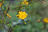 Blühendes Hypericum laricifolium im Paramo-Ökosystem des Cotopaxi-Nationalparks in Ecuador.