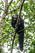 Ein Napo-Saki-Affe, Pithecia napensis, in einem Baum im Napo Wildlife Center im Yasuni-Nationalpark, Ecuador.