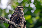 Ein unreifer oder weiblicher Schneckendrachen in einem Baum im Napo Wildlife Center im Yasuni-Nationalpark, Ecuador.