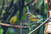 A female Thick-billed Euphonia, Euphonia laniirostris, perched in the rain in the Mindo cloud forest in Ecuador.