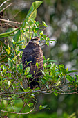 Ein unreifer oder weiblicher Schneckendrachen in einem Baum im Napo Wildlife Center im Yasuni-Nationalpark, Ecuador.