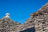 Cat walking on roof at UNESCO World Heritage site Rione Monti trulli district in Alberobello, Puglia, Italy