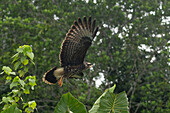 Ein unreifer oder weiblicher Schneckendrachen im Flug im Napo Wildlife Center im Yasuni National Park, Ecuador.