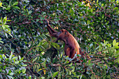 Ein weiblicher Roter Brüllaffe beim Fressen in einem Baum im Napo Wildlife Center im Yasuni-Nationalpark, Ecuador.