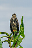 Ein unreifer oder weiblicher Schneckenweih im Napo Wildlife Center im Yasuni-Nationalpark, Ecuador.