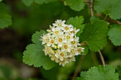 Malow Ninebark, Physocarpus malvaceus, blüht im Timpanogos Cave National Monument, Utah.
