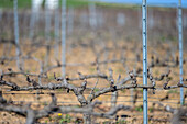 Im Winter erstrecken sich die beschnittenen Weinstöcke über die ruhige Landschaft von Sevilla, Andalusien, und zeigen die ruhende Schönheit der Natur.