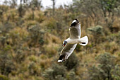 Eine Andenmöwe fliegt im Regen im Cotopaxi-Nationalpark in Ecuador. Dieser Vogel entwickelt gerade sein Brutgefieder am Kopf.