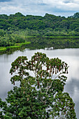 Hanging nests of the Russet-backed Oropendola in a tree in Yasuni National Park in the Amazon Basin of Ecuador.