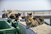 Stray cats relax atop garbage bins near the waterfront in Isla del Moral, Ayamonte, Huelva, during a sunny day.