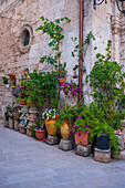 Numerous plants and pots decorate a facade in Monopoli, Italy
